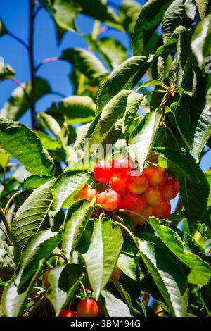 Cherries on the branch, Yakima, Washington State, USA. Stock Photo