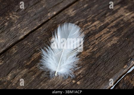 A single goose feather on brown wooden background. Close up macro shot, shallow depth of field, no people Stock Photo