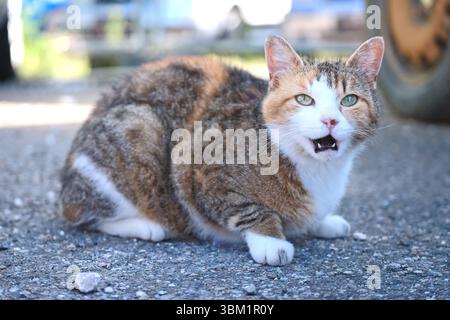 Young stray cat sitting and meowing outside. Stock Photo