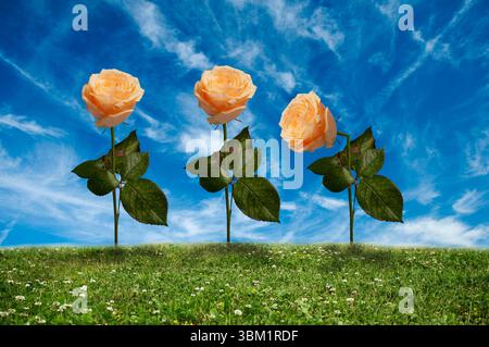 three roses one wilting Stock Photo