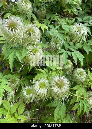 Clematis seed heads on a lush green vine creating a textured and intricate natural background Stock Photo