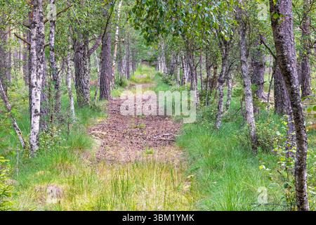 Path on a bog with birch trees in the summer Stock Photo