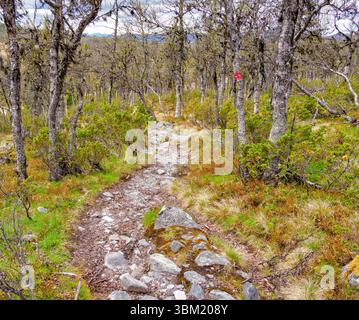Path through open birch woodland near Fagernes in the Valdres region of central Norway - the red spot on a tree is a waymarker Stock Photo