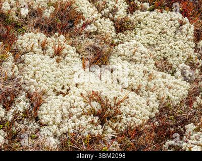 Reindeer Moss Cladonia rangiferina growing on the fjells of central Norway- a prolific lichen that forms an important winter food source for reindeer Stock Photo