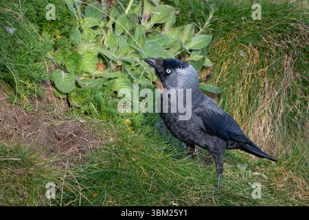 Jackdaw, Corvus monedula, On Cliff Grass Stock Photo