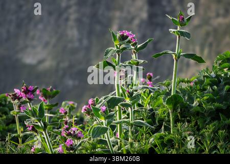 'Red Campion Flowers, Silene dioica, Growing on Cliff Edge, Yorkshire Stock Photo