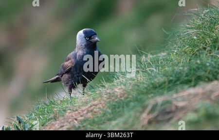 Jackdaw, Corvus monedula, On Cliff Grass Stock Photo