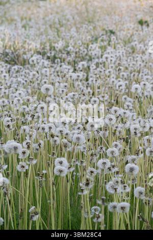 Dandelion (Taraxacum officinale) seed heads. Estonia. Stock Photo