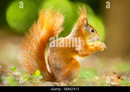 European red squirrel, Eurasian red squirrel (Sciurus vulgaris), sits in the forest and eats a peanut, Germany, Bavaria Stock Photo