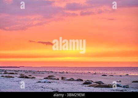 gray seal, grey seal (Halichoerus grypus), picturesque sunset with grey seals lying on the beach, Germany, Schleswig-Holstein, Heligoland Stock Photo