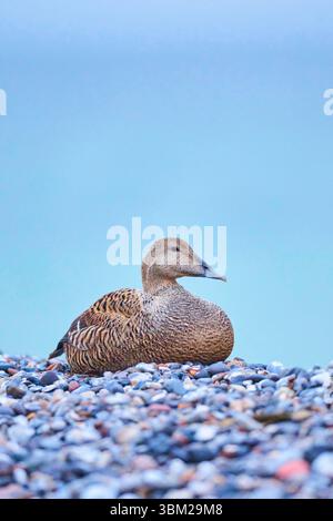 Common eider (Somateria mollissima), female resting on the stony beach, Germany, Schleswig-Holstein Stock Photo