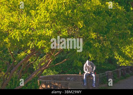 young man sitting engrossed in his mobile phone on a wall under trees, front view, Germany, Hamburg Stock Photo