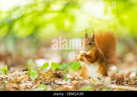 European red squirrel, Eurasian red squirrel (Sciurus vulgaris), sits in the forest and eats a peanut, Germany, Bavaria Stock Photo