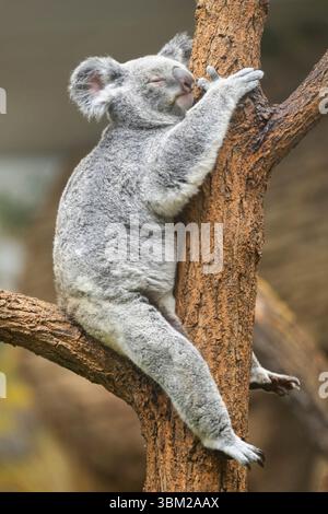 koala, koala bear (Phascolarctos cinereus), sits sleeping on a tree, side view Stock Photo