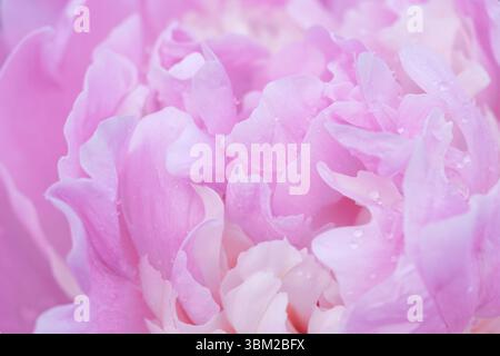 Delicate close-up of pale pink peony petals with soft lighting and texture. Stock Photo