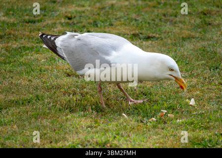 A single herring gull standing in profile pecking bread off grass Stock Photo
