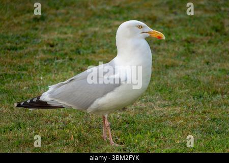 A single herring gull standing in profile on grass Stock Photo
