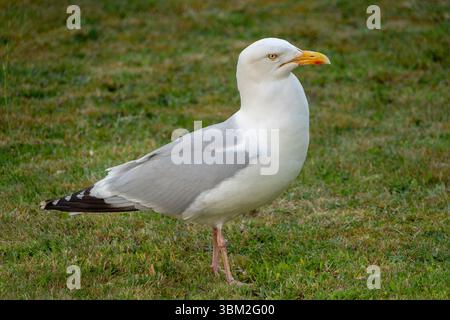 A single herring gull standing in profile on grass Stock Photo
