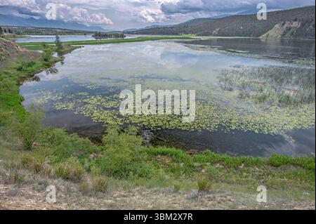 Wetlands on the Columbia River in the Columbia National Wildlife Area near Wilmer, British Columbia, Canada Stock Photo