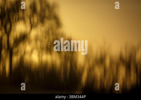 Tree reflection in water at sunset in Greater Kruger National park, South Africa Stock Photo