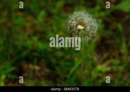 Dandelion seed head in a meadow,Quebec,Canada Stock Photo