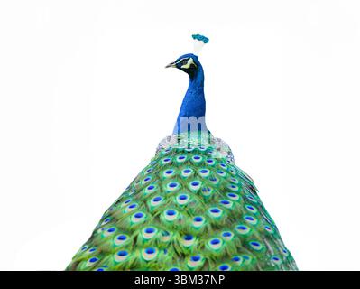peacock isolated on white background Stock Photo