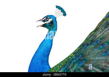 peacock isolated on white background Stock Photo