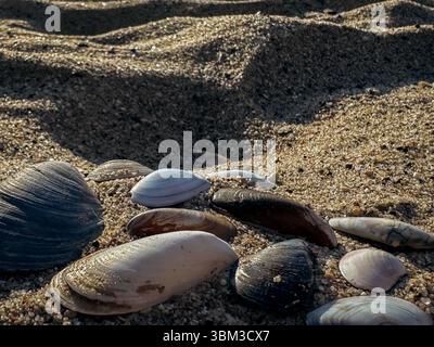 Mixed seashells in white brown gray and cream shades lie scattered on sunlit sand creating an organic pattern ideal for summer designs nature-based Stock Photo