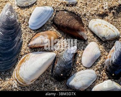 Mixed seashells in white brown gray and cream shades lie scattered on sunlit sand creating an organic pattern ideal for summer designs nature-based Stock Photo
