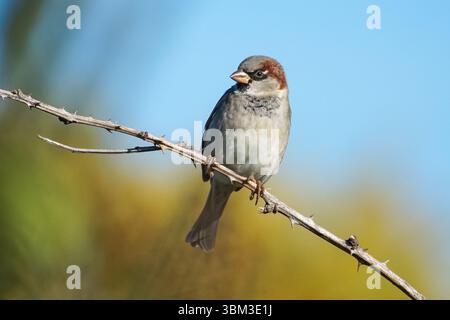 House sparrow, Passer domesticus perching on a branch Stock Photo