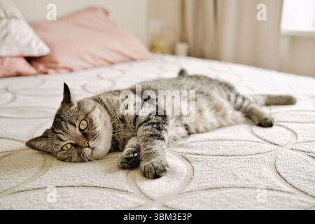 Lazy tabby grey cat lying on the bed. Domestic cat relaxing. Stock Photo