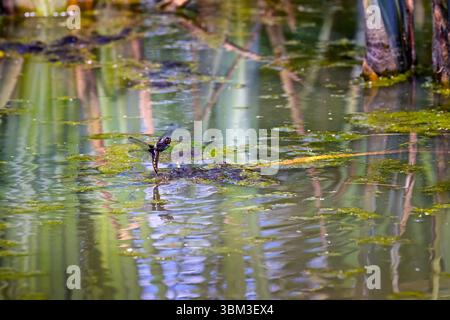 A female Broad-bodied Chaser dragonfly (Libellula depressa) lays eggs in pond water after mating at Heather Farm Wetland, Woking, Surrey in summer Stock Photo