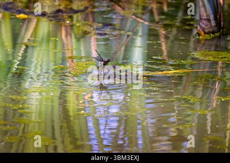 A female Broad-bodied Chaser dragonfly (Libellula depressa) lays eggs in pond water after mating at Heather Farm Wetland, Woking, Surrey in summer Stock Photo