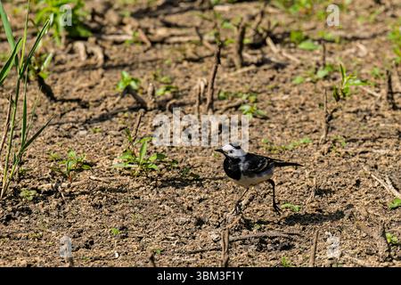 A British Pied Wagtail, Motacilla alba yarrellii, on the ground at Heather Farm Wetland, Horsell Common, Woking, Surrey in summer Stock Photo
