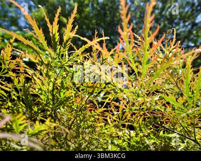 Detailed close-up of glowing acer platanoides leaves viewed from below, backlit by sunlight and softly textured. Stock Photo
