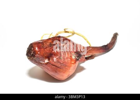 Rotten onion bulb on white background. Stock Photo