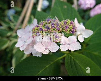 Close-up of light purple-pink lacecap hydrangea flower showing delicate textures and floral structure. Stock Photo