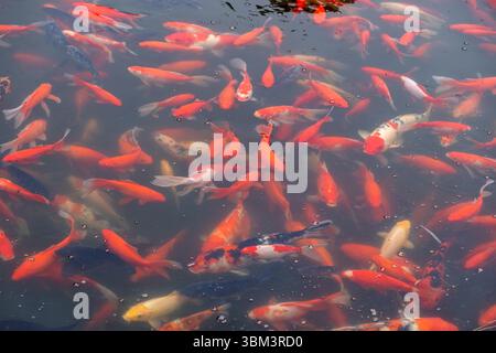 Koi fishes, red orange color carps swimming in an Asian garden pond, View from above Stock Photo