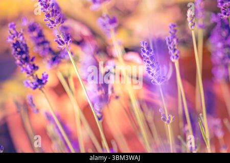 Majestic golden sunset over lavender flowers in macro view, soft sunlight shining through peaceful garden field, relaxing floral nature closeup scene Stock Photo