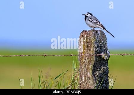 White wagtail (Motacilla alba alba) male perched on weathered wooden fence post with barbed wire along meadow in late spring / early summer Stock Photo
