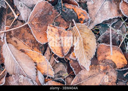 Serene seasonal nature closeup of frozen autumn leaves, frosty texture, calm artistic natural background peaceful fall foliage detail. Winter harmorny Stock Photo