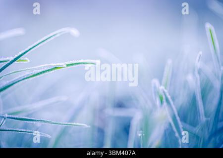Beautiful artistic morning frost on green grass closeup nature autumn winter seasonal landscape sparkling sunlight cold outdoors abstract background Stock Photo