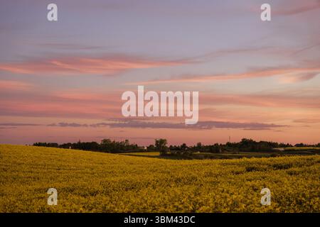 Golden rapeseed field at sunset with pink, peach, and lavender clouds stretching across the sky. In the background, silhouettes of a rural village. Stock Photo