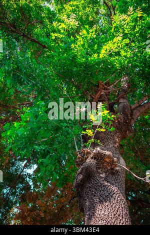 A tall tree stands proudly with thick branches covered in vibrant green leaves. Sunlight filters through the canopy, casting gentle shadows on the ear Stock Photo