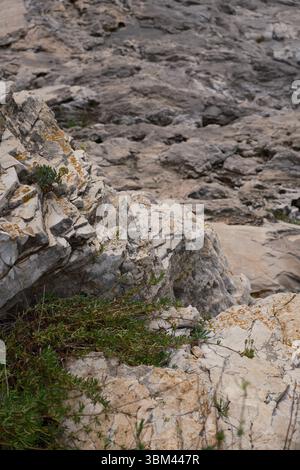 Close-up of Mediterranean coastal limestone rocks with small hardy plants growing in cracks. The textured surface, visible erosion. Stock Photo