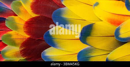 Feather design comprised of macaw feathers along with parrot feathers. Stock Photo