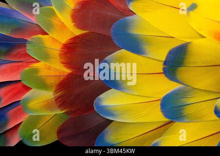 Feather design comprised of macaw feathers along with parrot feathers. Stock Photo