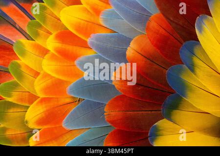Feather design comprised of macaw feathers along with parrot feathers. Stock Photo