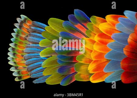 Feather design comprised of macaw feathers along with parrot feathers. Stock Photo