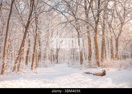 Snow covered winter forest trees in bright sunlight with snowy woodland path. Cold nature scene. Seasonal frosty scenic peaceful white outdoor views Stock Photo